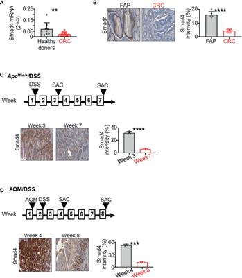 Black Raspberries Suppress Colorectal Cancer by Enhancing Smad4 Expression in Colonic Epithelium and Natural Killer Cells